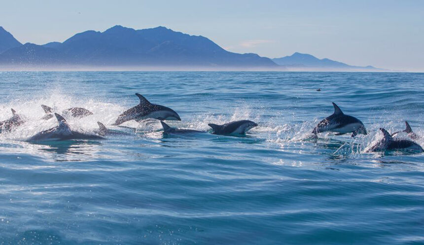 Pod of dolphins in Kaikoura