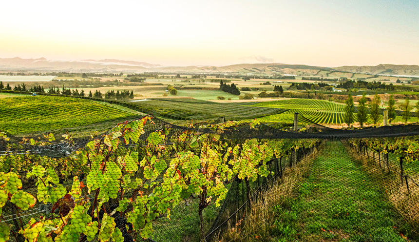 Greystone winery vineyard