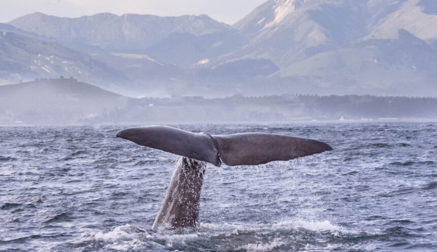 whales tail in Kaikoura